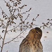 Twite  "Carduelis flavirostris"